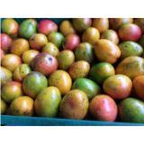 Mango Criollo Kilo - Kg