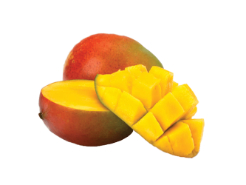 Mango Tommy Kilo